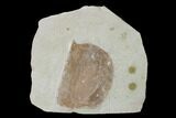 Phyllocarid (Branchiocaris) Fossil - Utah #149145-1